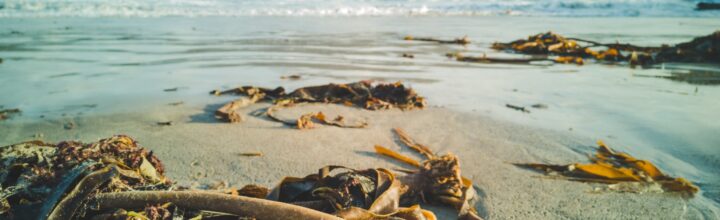 PBP Candidate Denman Rooke opposes foreign harvesting of Irish seaweed